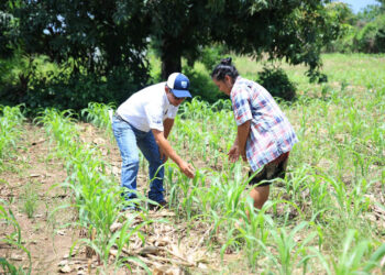 Seguro Agropecuario amplía cobertura y beneficiarios