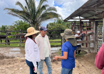 Seleccionan hembras bovinas para programa de IATF