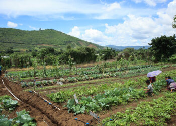 Son monitoreados los cultivos en 261 municipios