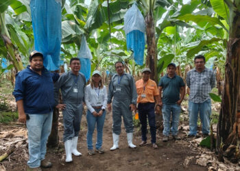 Supervisan producción in vitro de banano y plátano