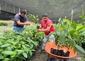 Viveros forestales apoyan modelos de ganadería sin deforestación