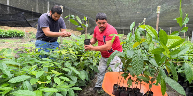 Viveros forestales apoyan modelos de ganadería sin deforestación