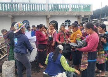 Huertos verticales: una solución para la producción de alimentos en Sololá