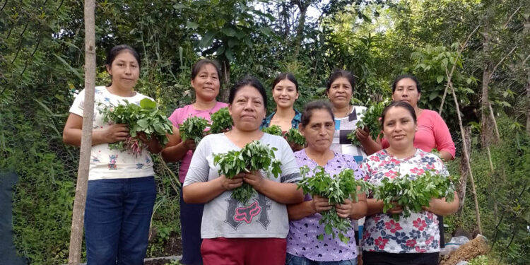 Mejoran productividad y sostenibilidad del suelo en Chiquimula