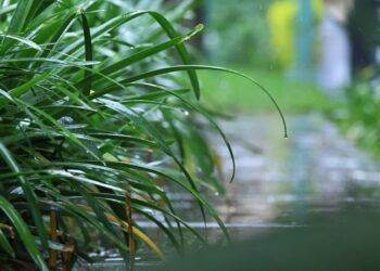 Alerta agropecuaria por saturación en suelos y persistencia de lluvias