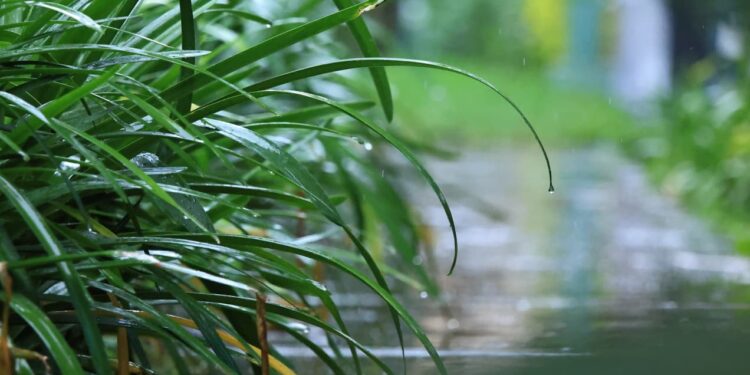 Alerta agropecuaria por saturación en suelos y persistencia de lluvias