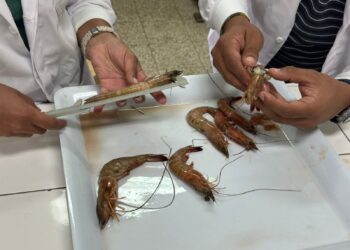 Analizan muestras de camarón del Pacífico para determinar época de reproducción