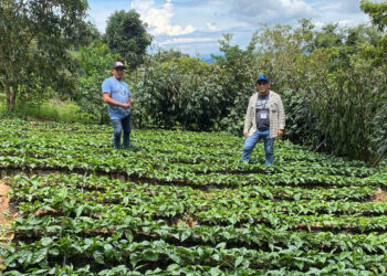 Apoyan con asistencia técnica a caficultores de Zacapa