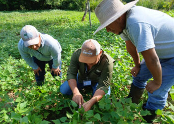 Apoyan con asistencia técnica fortalecimiento de la producción de frijol
