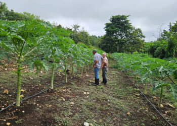 Apoyo técnico favorece producción de papaya en Petén