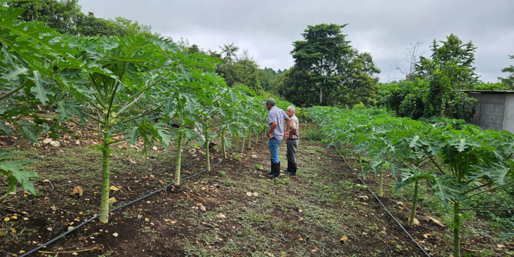 Apoyo técnico favorece producción de papaya en Petén