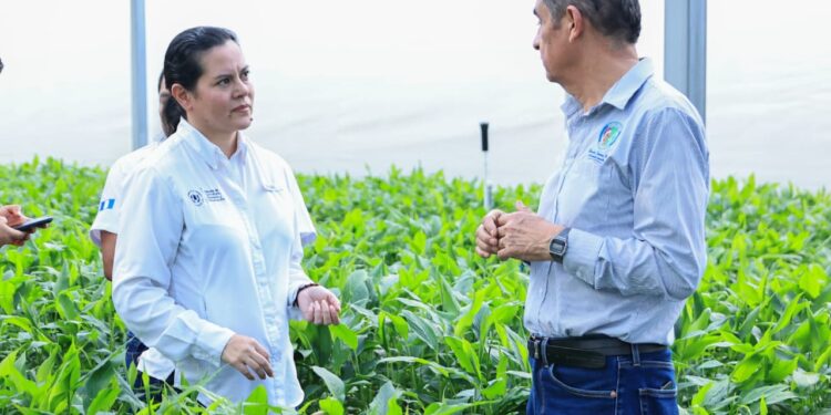 Asistencia técnica y equipamiento impulsa la economía de las cooperativas agrícolas