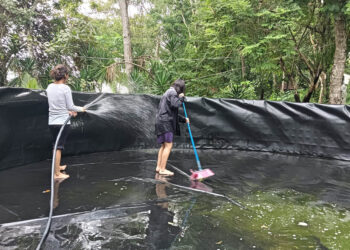 Brindan acompañamiento técnico en cosecha acuícola en Petén