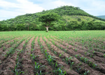 Brindan apoyo técnico para garantizar desarrollo de cultivo de maíz