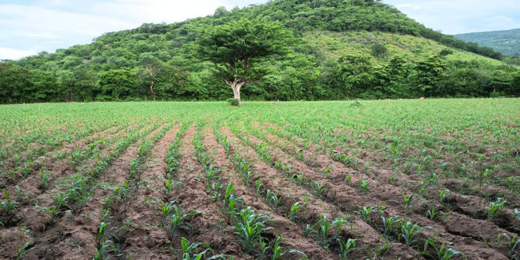 Brindan apoyo técnico para garantizar desarrollo de cultivo de maíz