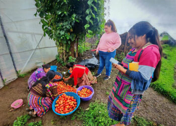 Brindan asistencia técnica a huertos de Quetzaltenango