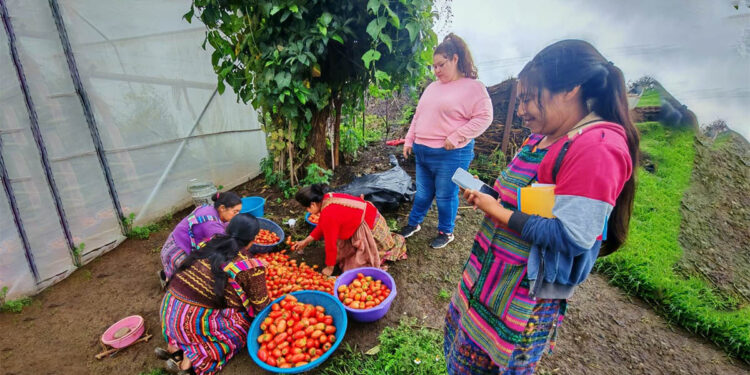 Brindan asistencia técnica a huertos de Quetzaltenango