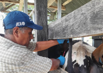 Brindan asistencia técnica para el control sanitario de bovinos en Petén