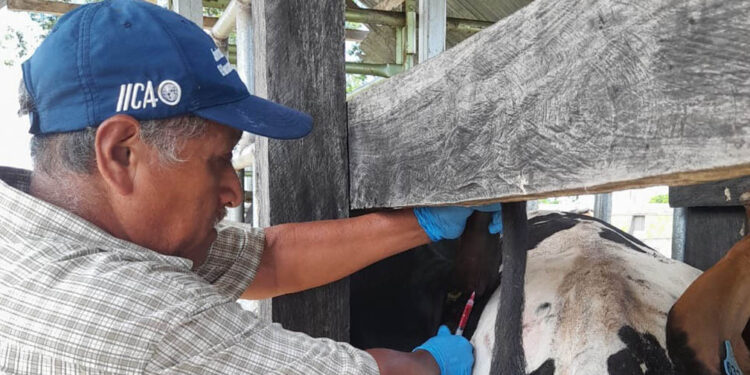 Brindan asistencia técnica para el control sanitario de bovinos en Petén