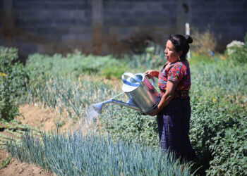 Conozca un poco del cebollín