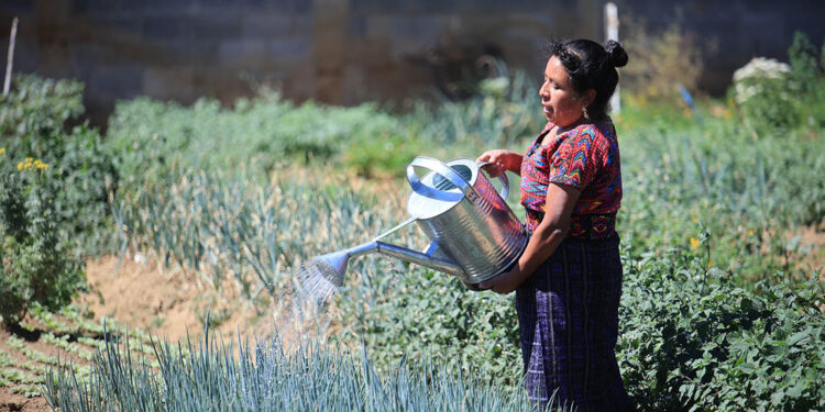 Conozca un poco del cebollín
