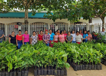Dan impulso la producción de cacao en Poptún