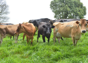 Empieza la transición hacia la época seca