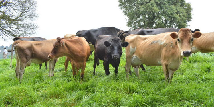 Empieza la transición hacia la época seca