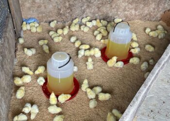 Entrega de más de 14mil pollos de engorde fortalece producción avícola en Petén