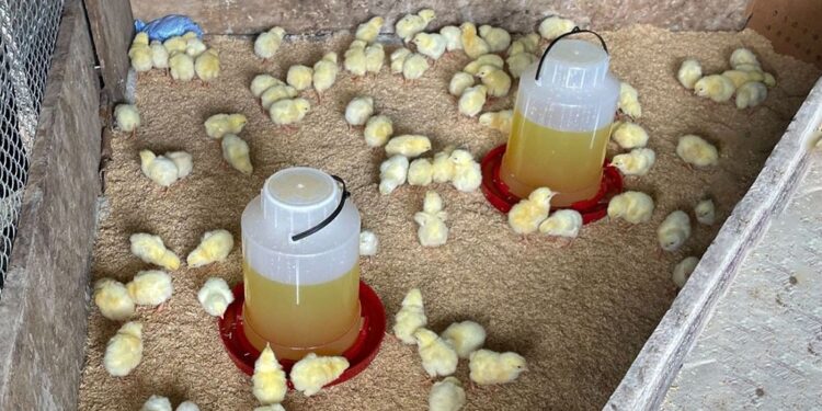 Entrega de más de 14mil pollos de engorde fortalece producción avícola en Petén