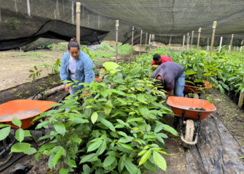 Entregadas más de 73 mil plantas forestales