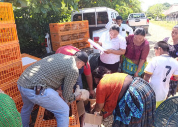 Entregan aves criollas mejoradas a 40 familias en Sayaxché