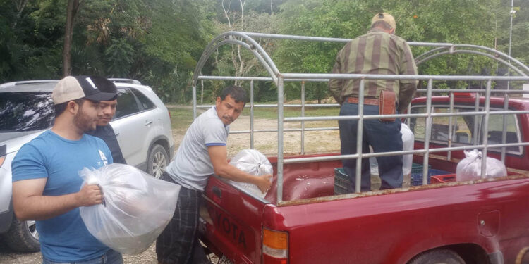 Entregan de alevines para fortalecer la producción acuícola en Sayaxché