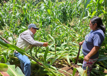 Evalúan y dan seguimiento a daños en cultivos por lluvias en Sacatepéquez