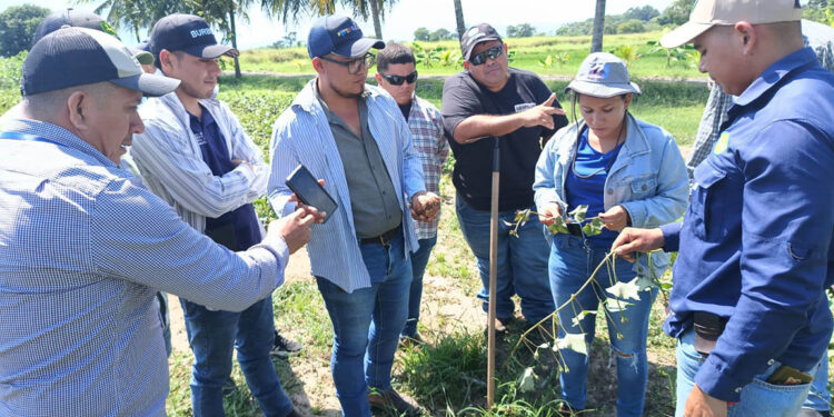Extensionistas de Izabal aprenden el cultivo del camote