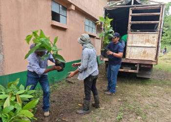 Familias rurales fortalecen su producción con plantas de cacao