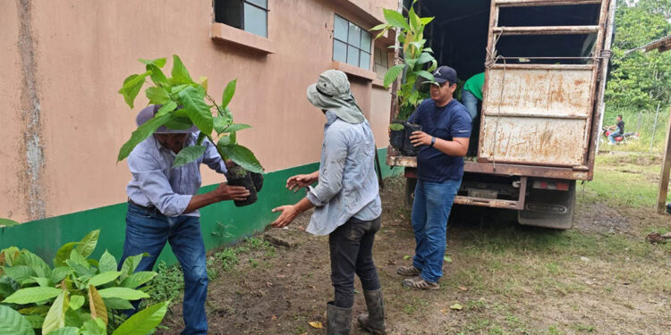 Familias rurales fortalecen su producción con plantas de cacao
