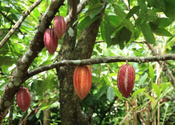 Fichas agroeconómicas fortalecen la planificación y competitividad agrícola de Guatemala