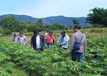 Fortalecen capacidades de extensionistas en cultivo de yuca