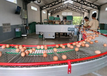 Fortalecen controles para garantizar la inocuidad del huevo que consumen los guatemaltecos