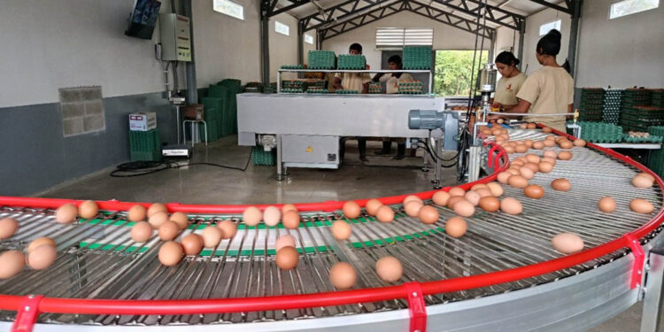 Fortalecen controles para garantizar la inocuidad del huevo que consumen los guatemaltecos