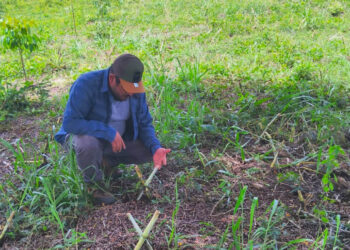 Fortalecen ganadería sostenible con bancos mixtos de forraje