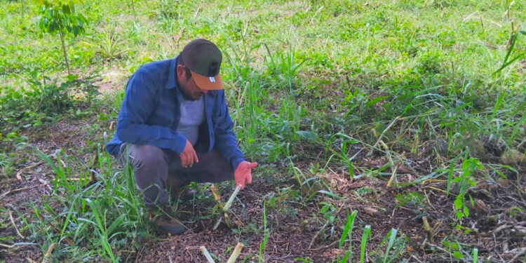 Fortalecen ganadería sostenible con bancos mixtos de forraje