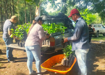 Fortalecen ganadería sostenible con entrega de plantas forestales