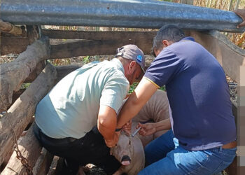 Fortalecen la sanidad de cerdos criollos en Santa Ana, Petén