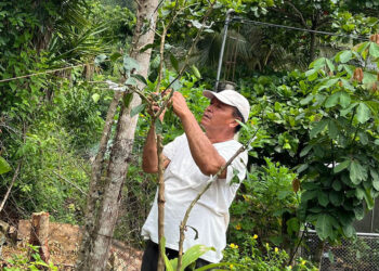 Injertación de frutales mejora producción de huertos familiares de San Benito