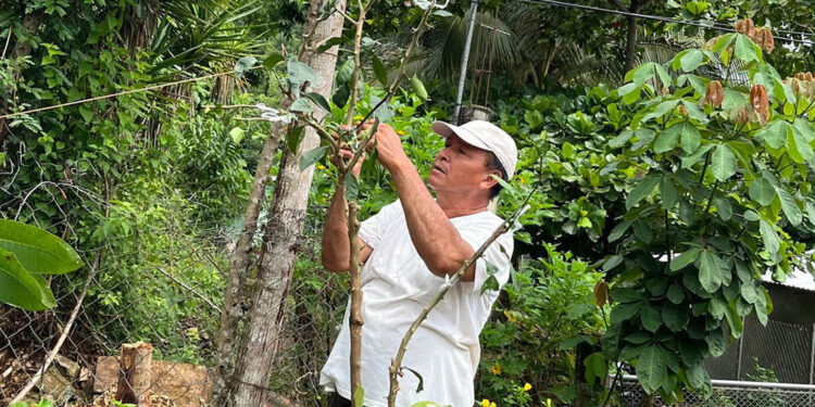 Injertación de frutales mejora producción de huertos familiares de San Benito