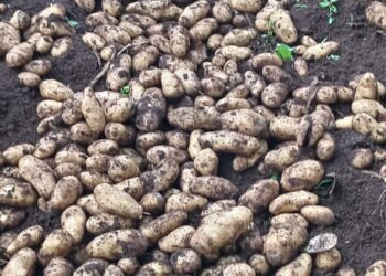 Innovación para mejorar la calidad de la papa en Guatemala