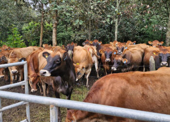 Jornada de control sanitario para prevenir tuberculosis y brucelosis bovina
