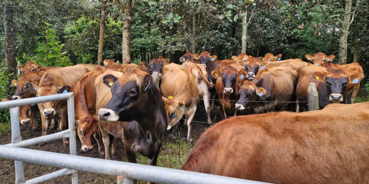 Jornada de control sanitario para prevenir tuberculosis y brucelosis bovina